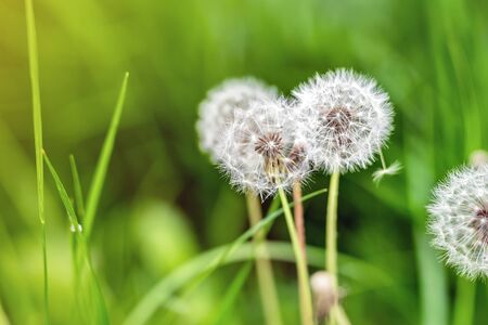 Beautiful white fluffy dandelion flowers among green grass meadow with blurred backgdrop. Summer or autumn nature bright natural backgroundの写真素材