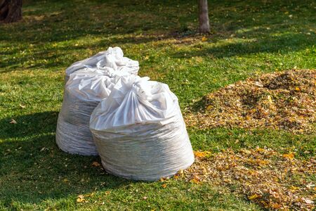 Pile of yellow and orange fallen leaves collected in big white plastic bags on green grass lawn at backyard. Autumn or spring foliage removal in city street or park. Natural waste cleaning disposalの写真素材