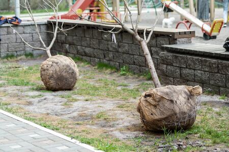 Big tree planting or transplantation in city park or apartment residential building backyard after transportation from nursery with burlapped root ball.の写真素材