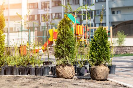 Many thujas tree with burlapped root ball prepared for planting in city park or residential building backyard. Lot of different pots with dogwood and juniper. Gardening and landsacaping.の写真素材
