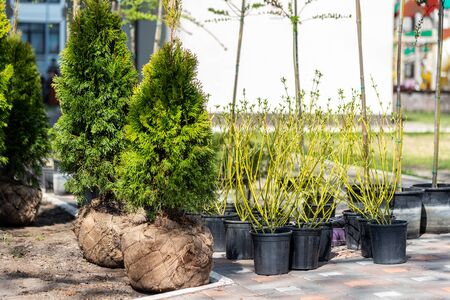 Many thujas tree with burlapped root ball prepared for planting in city park or residential building backyard. Lot of different pots with dogwood and juniper. Gardening and landsacaping.の写真素材