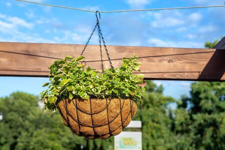 Beautiful flowers planted in hanged flower pot on wooden beam at city park on bright sunny day. City natural potted flower decoration. Gardening and landscaping design. Blue scky in background.の写真素材