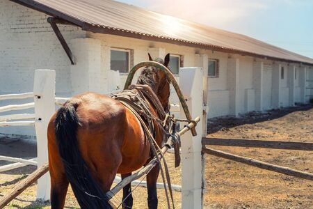 Beautiful chestnut brown horse harnessed with old wooden cart against white brick barn building at farm on background. Natural traditional rural scene. Countryside cottage outdoor landscape.の写真素材