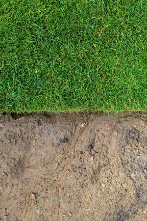 Straigh line of new freshly installed green rolled lawn grass . dirt watered soil prepared for...