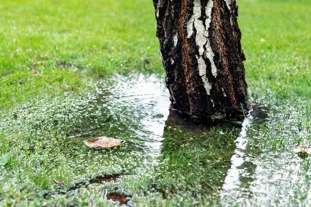 Garden bushes, tree and green grass lawn covered with water due to snow melting thaw and flash high water at spring. Natural disaster deluge flooded house backyard pathway ang greenery at countryside.の写真素材