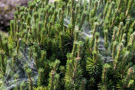 Coniferous spruce or pine tree branch covered with spider net in forest or park on sunny day. Tree with spiderweb. Plant disease.の写真素材