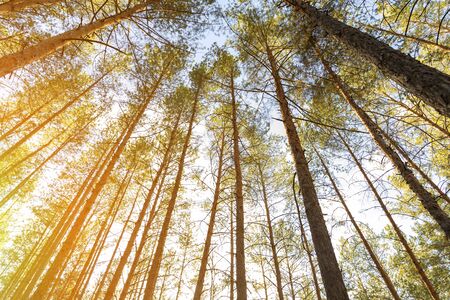 Sunrise morning coniferous evergreen nz forest warm natural landscape. Bottom to top view of...