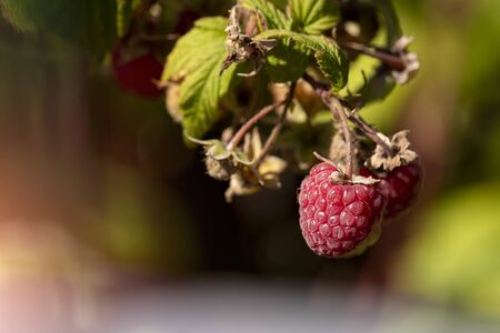 Close-up macro view of ripe fresh tasty juicy organic red raspberry growing on bush at agricultural...