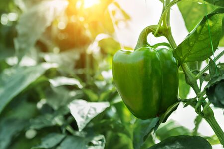 Close-up of big raw young ripe tasty juicy green bell pepper growing in vegetable garden or farm greenhouse on bright sunny summer or spring day. Healthy nutrition vitamin diet food background.の写真素材