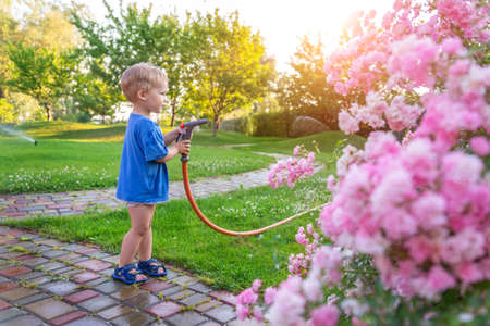 Cute adorable caucasian blond toddler boy enjoy having fun watering garden flower and lawn with hosepipe sprinkler at home backyard at sunny day. Child little helper learn gardening at summer outdoorの写真素材