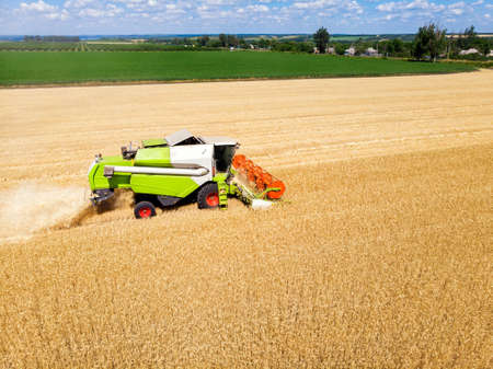 Aerial drone top view Big powerful industrial combine harvester machine reaping golden ripe wheat cereal field on bright summer or autumn day. Agricultural yellow field machinery landscape background.の写真素材