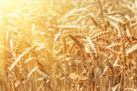 Scenic landscape of ripe golden organic wheat stalk field against bright sunny sunligt bean shining on summer day. Cereal crop harvest growth background. Agricultural agribuisness business concept.の写真素材