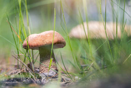 Scenic closeup view of gowing big tasty edible cep mushroom in wild green grass forest. Brown...