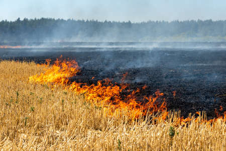 Wildfire on wheat field stubble after harvesting near forest. Burning dry grass meadow due arid climate change hot weather and evironmental pollution. Soil enrichment with natural ash fertilizer.の写真素材