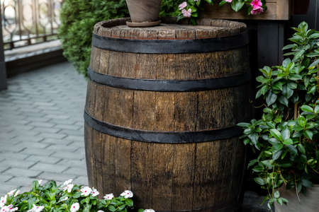 Many beautiful different Catharanthus roseus and white flowers plants in various pots against old retro vintage wooden cask barrel. Home yard garden or cafe entrance decoration gardening and design.の写真素材