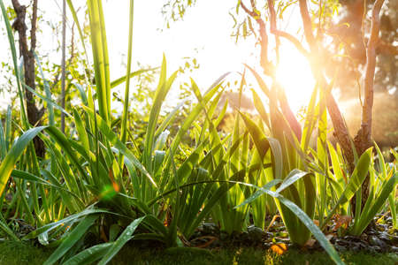 Scenic low angle view of iris flower leaves and Salix matsudana tree in home backyard garden with...