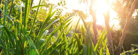 Scenic panoramic view of iris flower leaves and Salix matsudana tree in home backyard garden with green grass lawn and backlit sun lights background. Gardening watering landscaping design concept.の写真素材