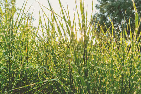 Scenic view Miscanthus Sinensis Strictus Zebrinus leaves in home backyard ornamental garden with green grass lawn and backlit sun lights background. Gardening watering landscaping design concept.の写真素材