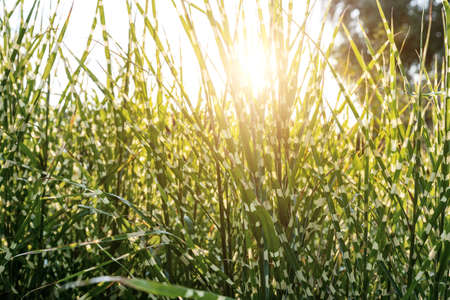 Scenic view Miscanthus Sinensis Strictus Zebrinus leaves in home backyard ornamental garden with green grass lawn and backlit sun lights background. Gardening watering landscaping design concept.の写真素材