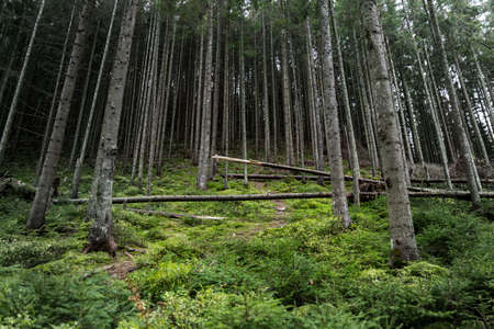 Beautiful dark green mossy mountain hill coniferous pine forest woods view with path between old...