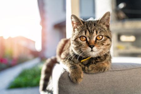 Cute little calm sweet kitty enjoy laying on soft couch or chair at home outdoor yard porch or veranda on warm sunset evening sunlight. Calm pensive sunbathing pet portrait at house backyardの写真素材