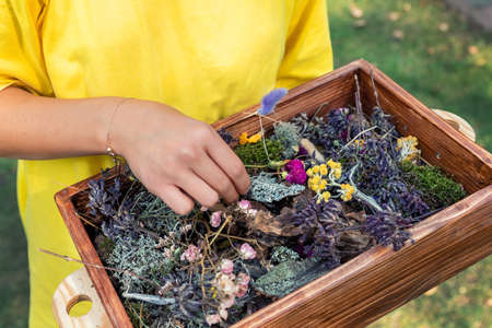 Close-up view of teenager female person girl holding vintage handmade wooden box with set collection of dried wild flowers and herb. Woman gathering assortment herbal medicinal plants warm summer dayの写真素材