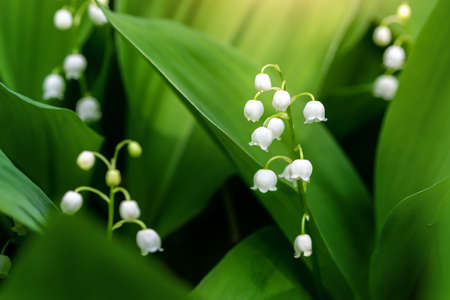 Close-up detail macro view of growing Lily of the valley flower. Convallaria majalis wild plant in garden or forest. Delicate small bell blossom beauty against fresh green leaves background sunny dayの写真素材