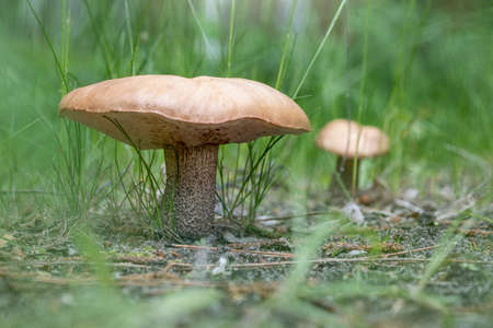 Scenic closeup view of gowing big tasty edible cep mushroom in wild green grass forest. Brown...
