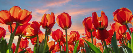 Bottom pov view many beautiful scenic growing red rose tulip flower field against warm sunset evening sky. Traditional holland dutch landscape background. Horticultire nature business. Wide bannerの写真素材
