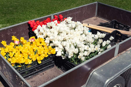 Close-up van cargo open semi-trailer full of multicolored bright tulip flowers with bulb for sale at...