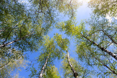 Bottom upward view of beautiful lush fresh green birch tree forest canopy treetop and bright...