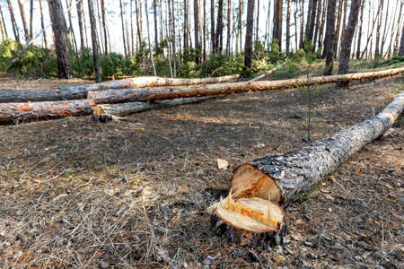 Felling big coniferous pine tree logs at forest landscape. Industrial commercial deforestation....