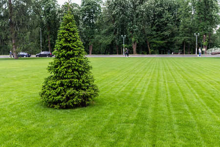 One fresh bright spruce tree growing on manicured mowed green grass lawn field at yard, city park or gold course on sunny day. Formal british garden and landscaping design. Lawn care serivce conceptの写真素材