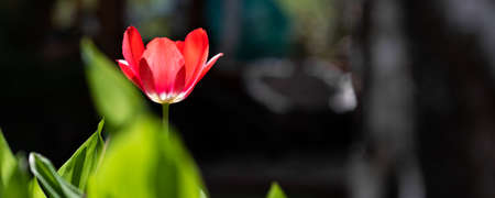 One beautiful red tulip flower with fresh green leaves growing in home garden backyard backlit with warm sun against dark shadow background. Standout and unique soloist individual conceptの写真素材