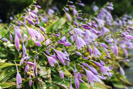 Beautiful fresh lilac hosta or palntain lily flowers growing on flowerbed in ornamental graden on spring day. Close-up natural purple floral backgroundの写真素材