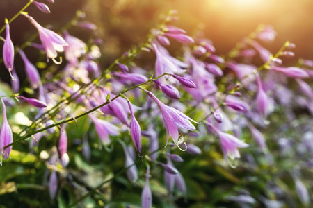 Beautiful close-up autumn floral abstract landscape background with wild meadow grass and hosta plantain lily flowers in warm sunset sun light. Ornamental garden home yard flowerbedの写真素材