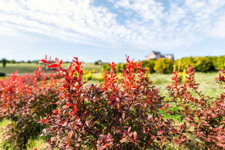 Beautiful scenic bright landscape view of colorful red barberry thunberg bushes growing at ornamental english park garden against villa maison blue sky fall day. Japanese thorn decorative shrub plantの写真素材