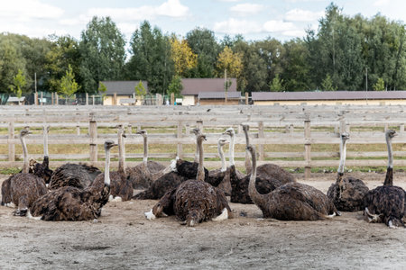 Many big african ostrich birds walking in paddock with wooden fence on poultry farm yard against...