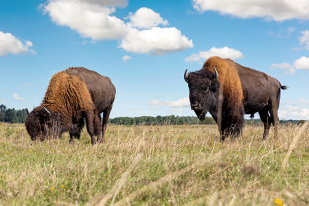 Pair of big american bison buffalo walking by grassland pairie and grazing against blue sky...