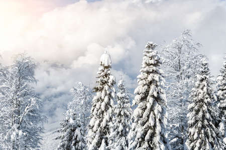 Scenic over cloud view of many trees covered fresh hoar frost snow forest mountain peaks, resort village clear blue sky bright cold sunny winter day. Natural woods cold weather wallpaper background.の写真素材