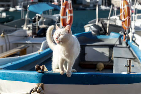 Cute funny white street skipper cat enjoy warm summer sun light sitting on vintage wooden sailing...