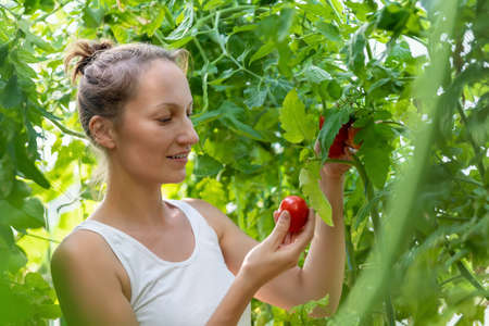 Portrait of young adult beautiful female farmer check quiality of ripe red tomatoes growing at...