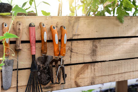 Set of dirt used rusty gardening tools hanging on wooden board background at home garden greenhouse flowerbed or vegetable bed on sunny day. Domestic farming hand equipment at countryside villageの写真素材