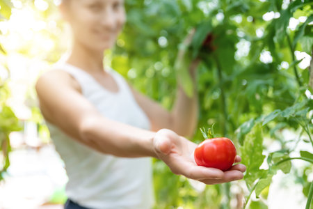 Portrait of young adult beautiful female farmer check quiality of ripe red tomatoes growing at domestic greenhouse home garden bed. Wonan worker hold in hand and give offer fresh ripe vegetableの写真素材
