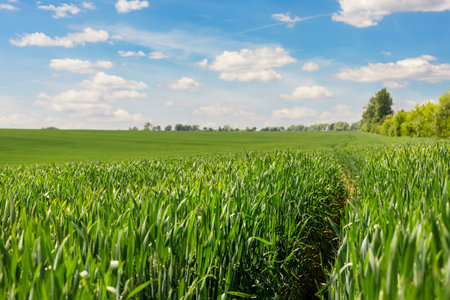 Scenic landscape view of beautiful green hill fields meadow with growing young wheat sprouts against blue sky background on sunny summer day. Agricultural country nature scenery panoramaの写真素材