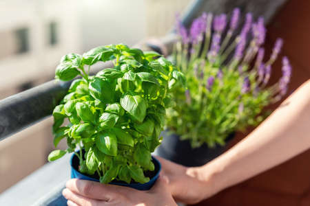 Close-up woman hand holding hanged pot with green fresh aromatic basil grass growing on apartment condo balcony terrace against sun blooming lavender flower. Female person cultivate homegrown plantの写真素材
