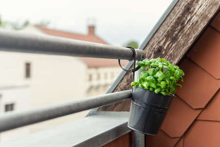 Close-up detail hanged bucket pot with green fresh aromatic basil grass growing on apartment condo balcony terrace against warm sunset light background. Homemade cultivate homegrown plantの写真素材