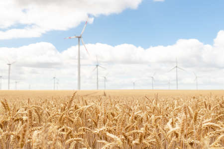 Scenic landscape view of wheat field harvest and big modern wind turbine mill farm against beautiful clouds blue sky. Food production and clean green renewable sustainable energy generation conceptの写真素材
