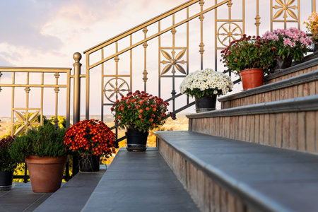 Many bright colorful chrysanthemum flowers in pot stand yard staircase near railings against sunset...
