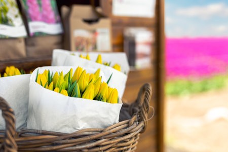 Beautiful fresh cut yellow tulips bouquet wrappped in paper in basket at vintage self servise wooden stall shop self sale at flower farm field field in Europe. Dutch floral commercial plantationの写真素材